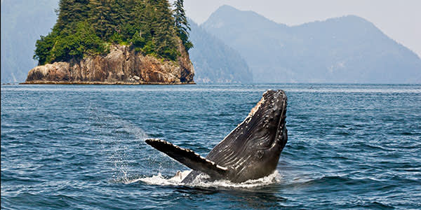 600x300-alaska-whales