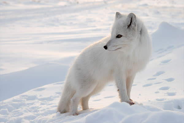 Arctic-fox-iceland