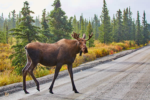 moose in denali park during summer