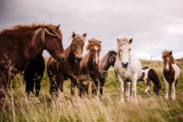 Icelandic-horses