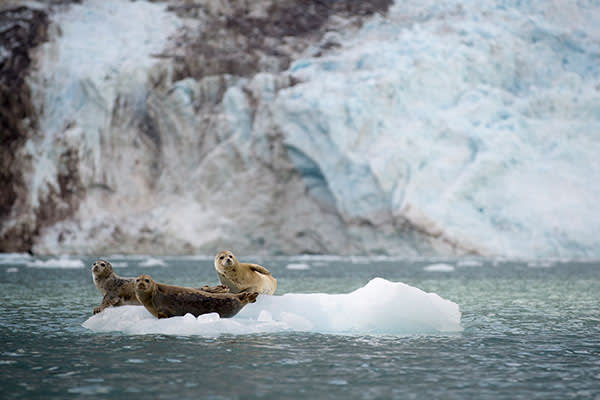 seals-at-kenai-alaska