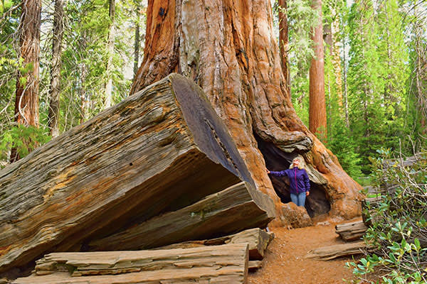 sequoia-national-park