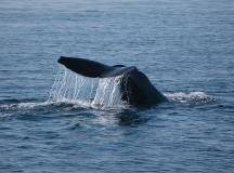 whale-iceland