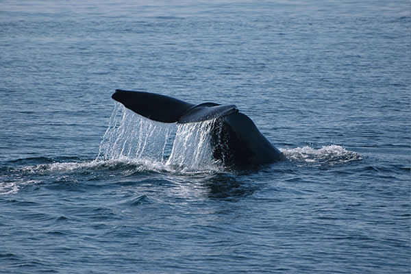 Sperm-whale-iceland