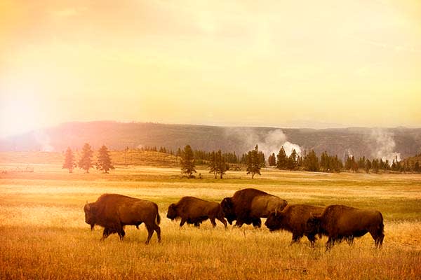 Bison at Yellowstone National Park