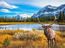 Jasper National Park