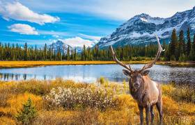 Jasper National Park