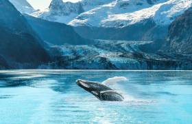 Grand Alaskan Cruise & Tour