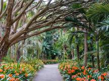 Australia-botanical-garden