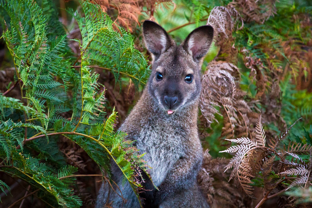 10 Native Australian Animals