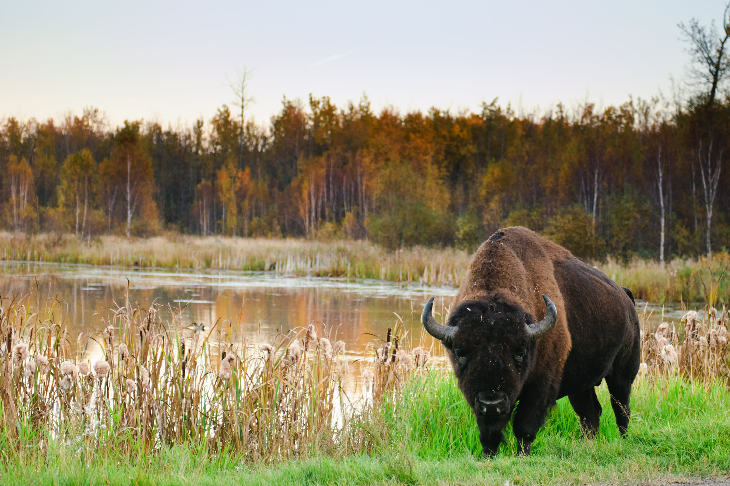 Island National Park Alberta Canada