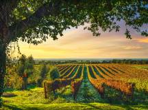 Bolgheri Vineyard