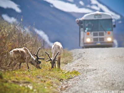 Click It! Photography Tips for Denali National Park