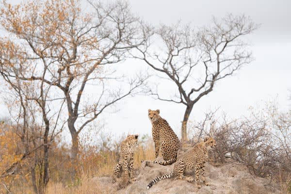 Cheetah-South Africa