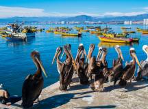 Coquimbo-Chile