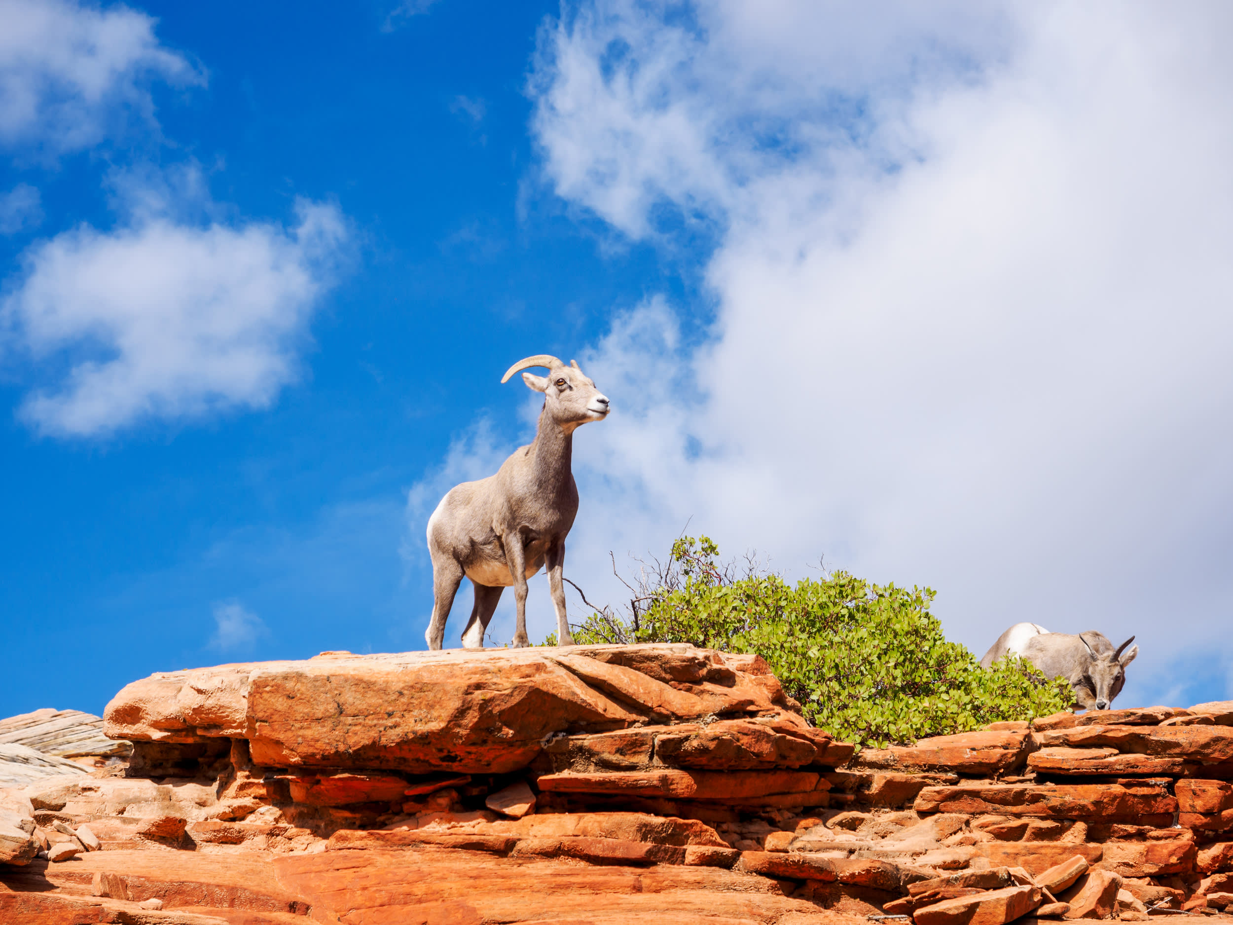 Desert Bighorn Sheep