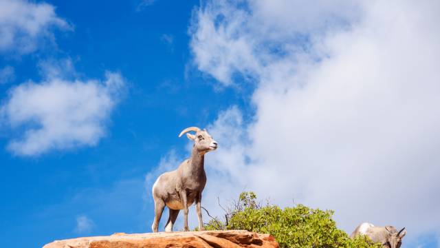 Desert Bighorn Sheep