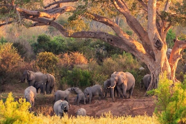 elephant-South-Africa