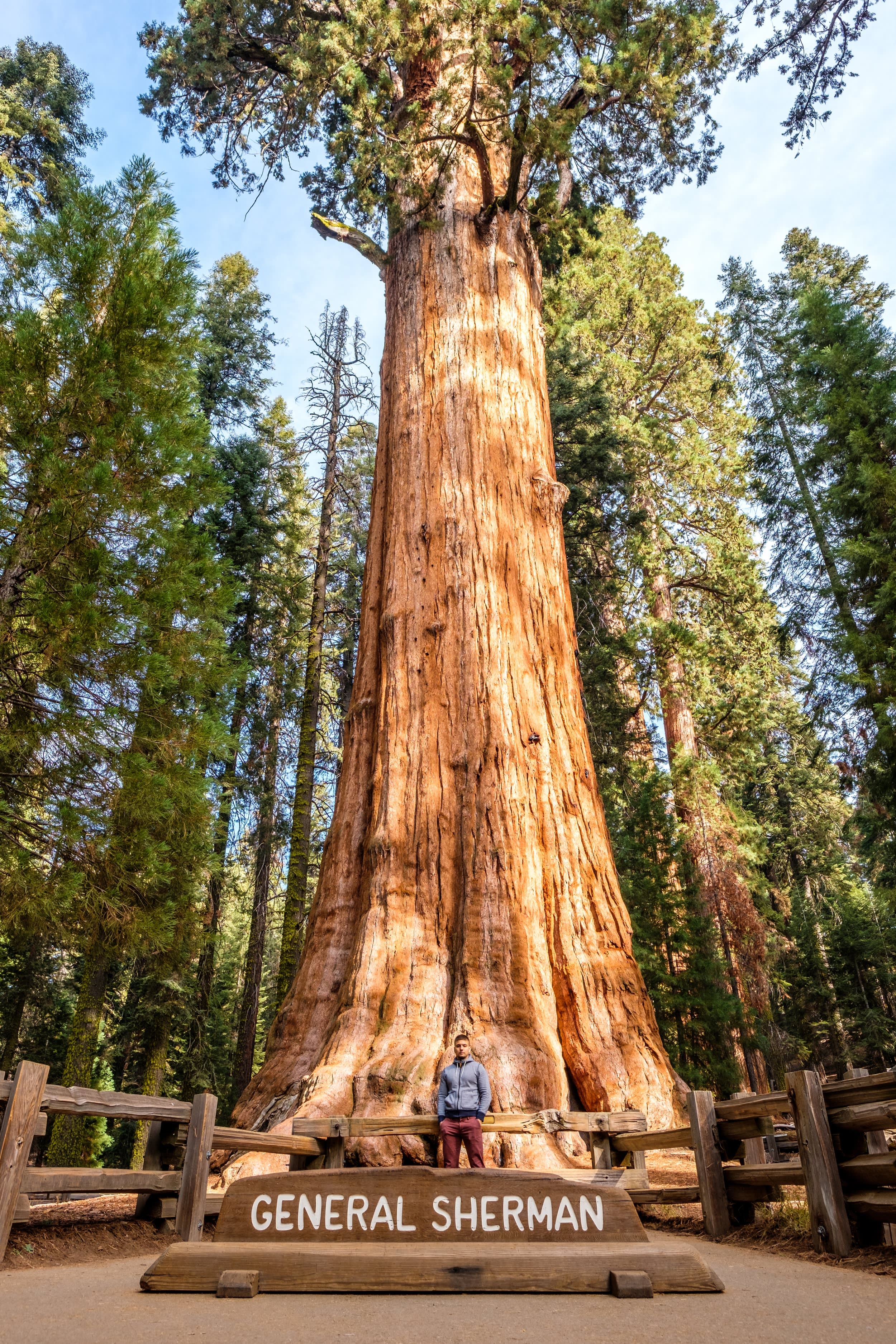 General-Sherman-Tree-Sequoia-National-Park