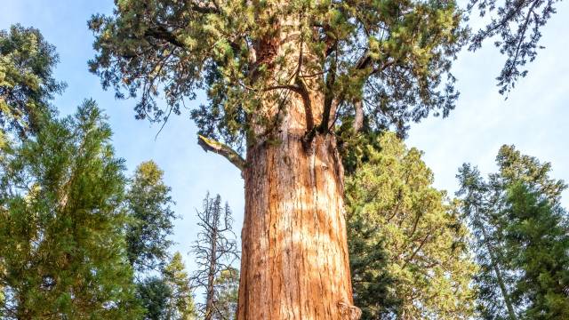 General-Sherman-Tree-Sequoia-National-Park