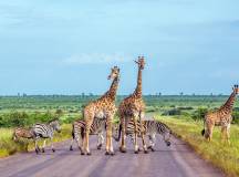 Giraffe and plains zebra