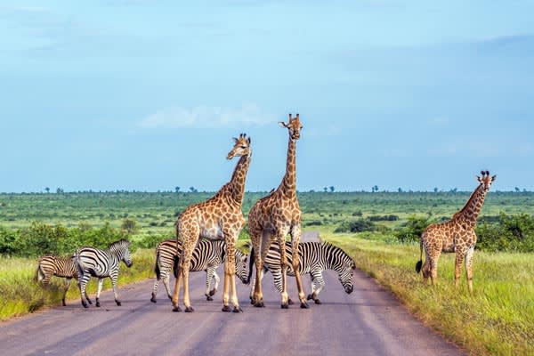 Giraffe-South-Africa