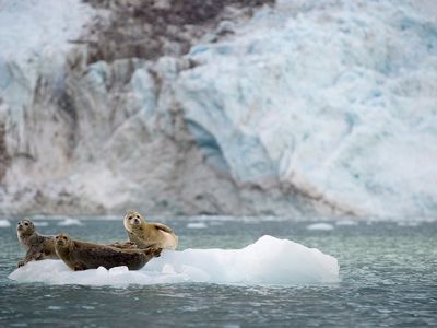 Visiting Kenai Fjords National Park: Exploring a Glacial Wonderland