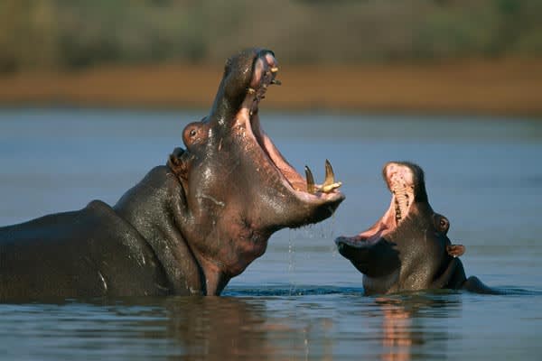 Hippos-South-Africa