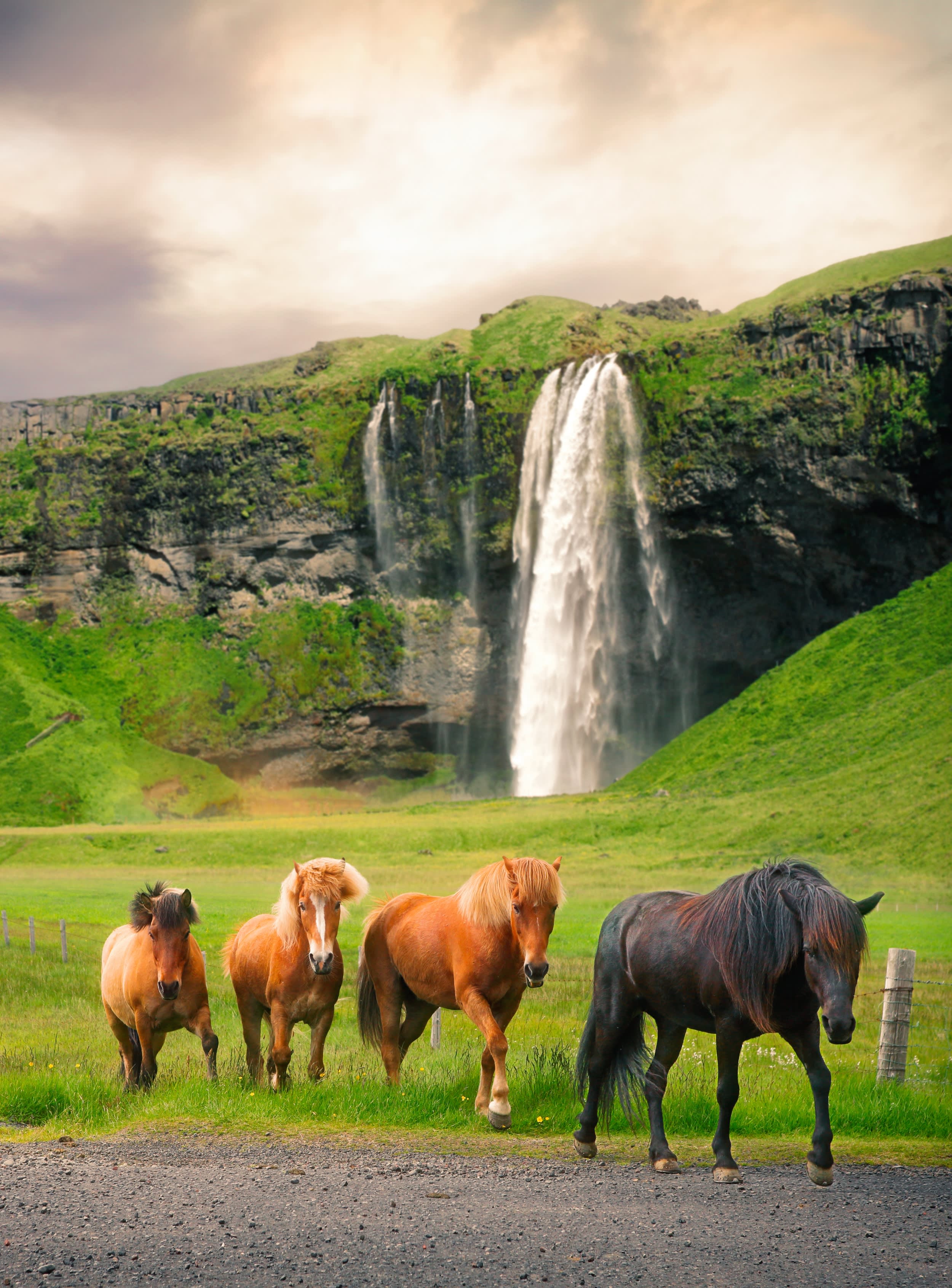 Icelandic Horses