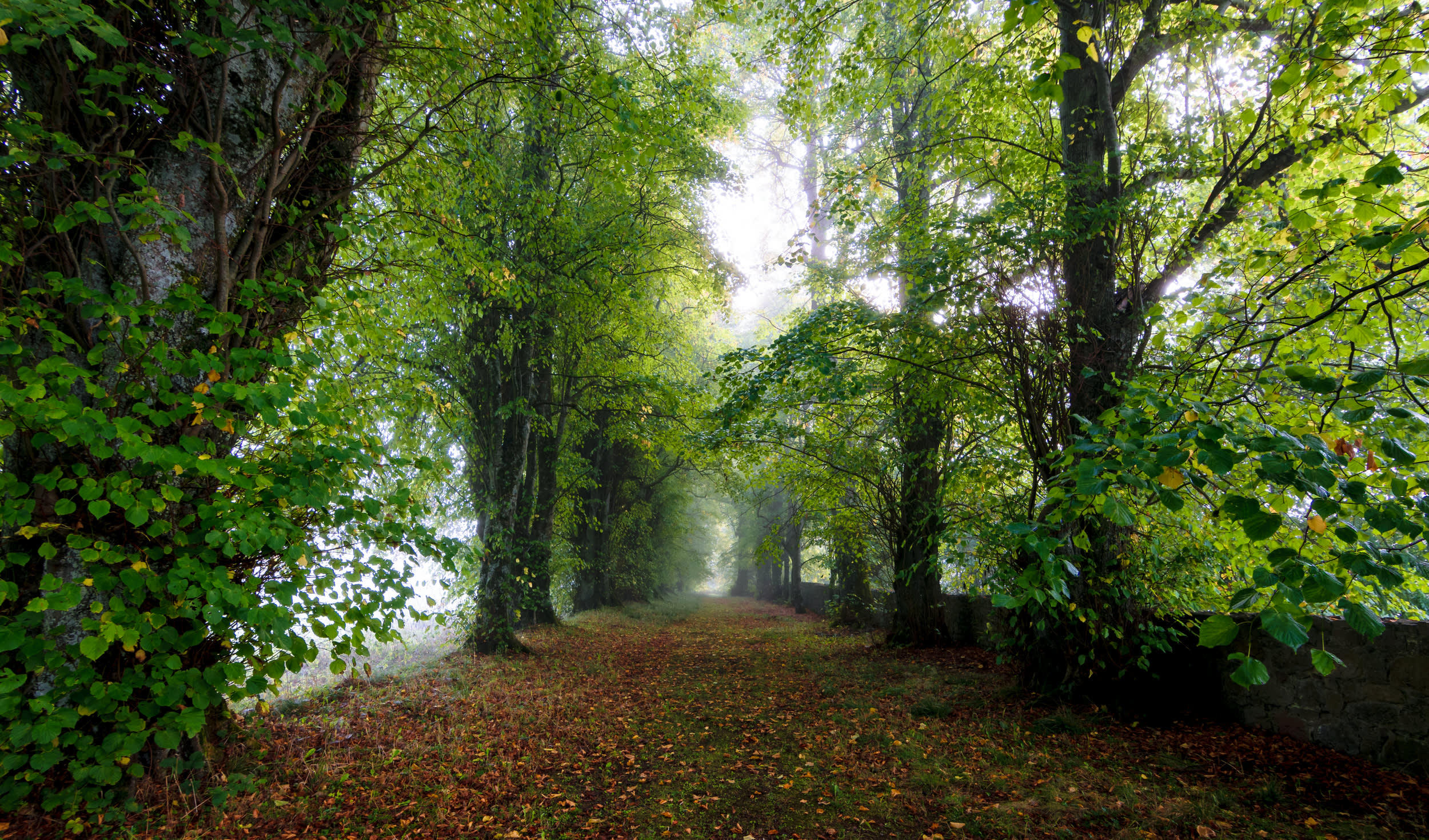 Fairies, Sprites and Leprechauns: Ireland’s Legends and Lore