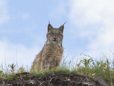 Native Animals Found in Alaska