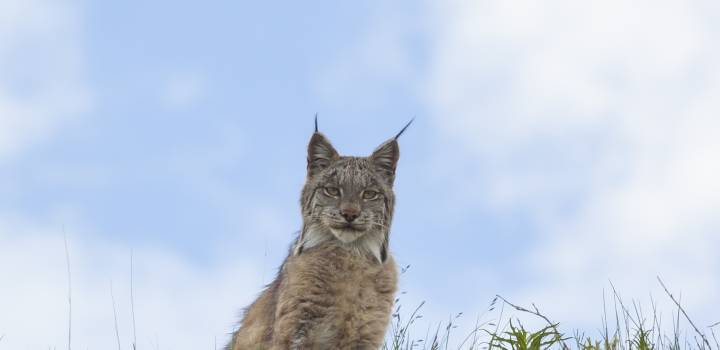 Native Animals Found in Alaska