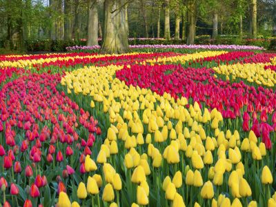 Rhine River Cruise in Tulip Season