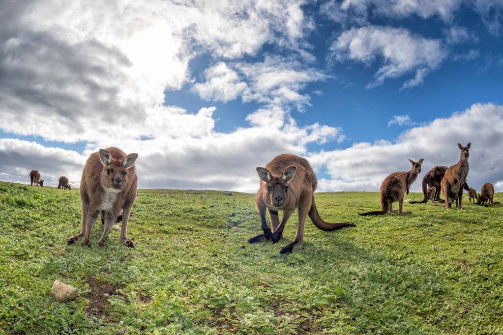 10 Native Australian Animals