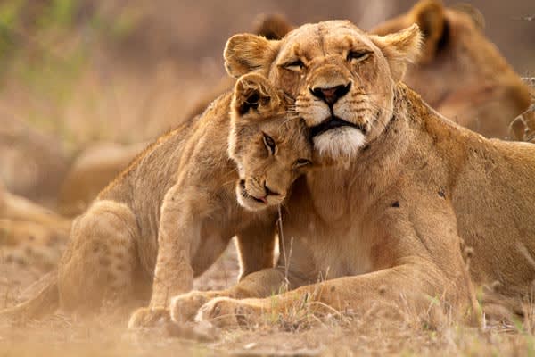 Lions-South-Africa