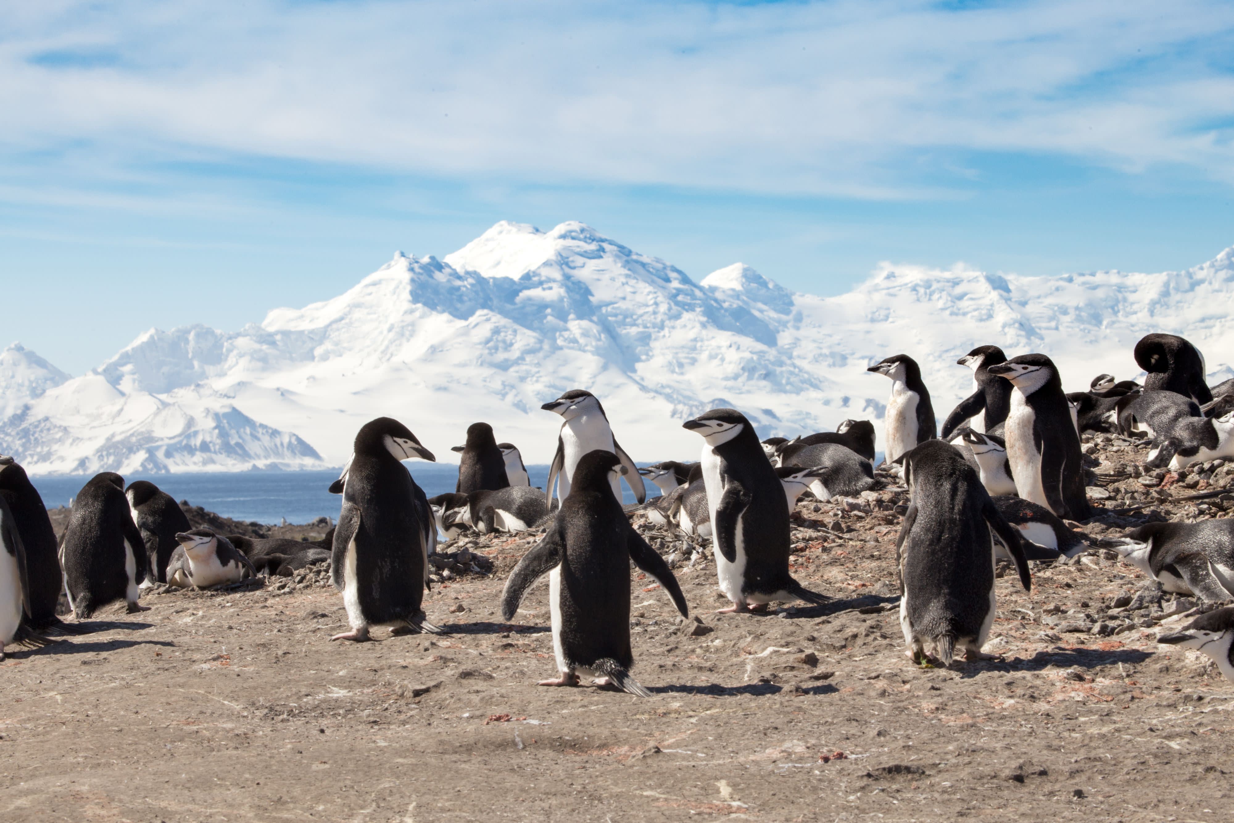 Polar Horizons: South America and Antarctica Cruise