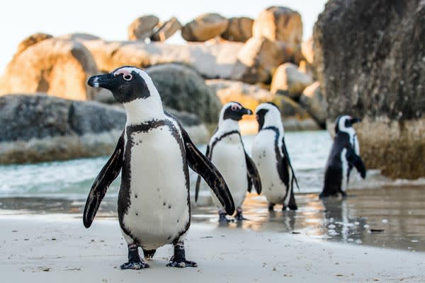 Penguins-Boulder-Beach-South-Africa