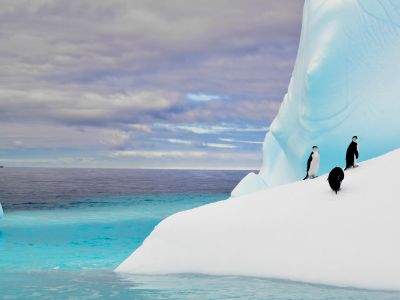 Penguins in Antarctica