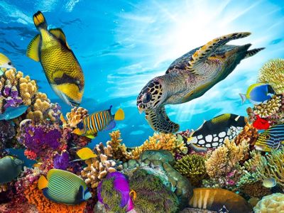 Is A Great Barrier Reef Dive Right for You?: Tips for Australia’s Greatest Wonder