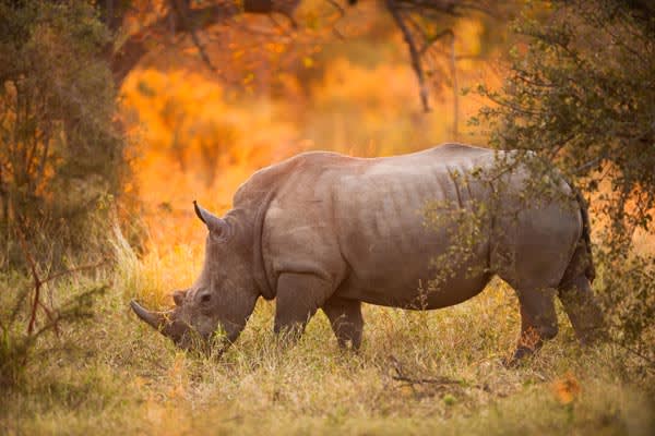 Rhino-South-Africa