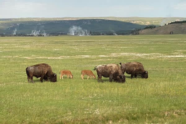 Rocky Mountains and Black Hills Tour Buffalo