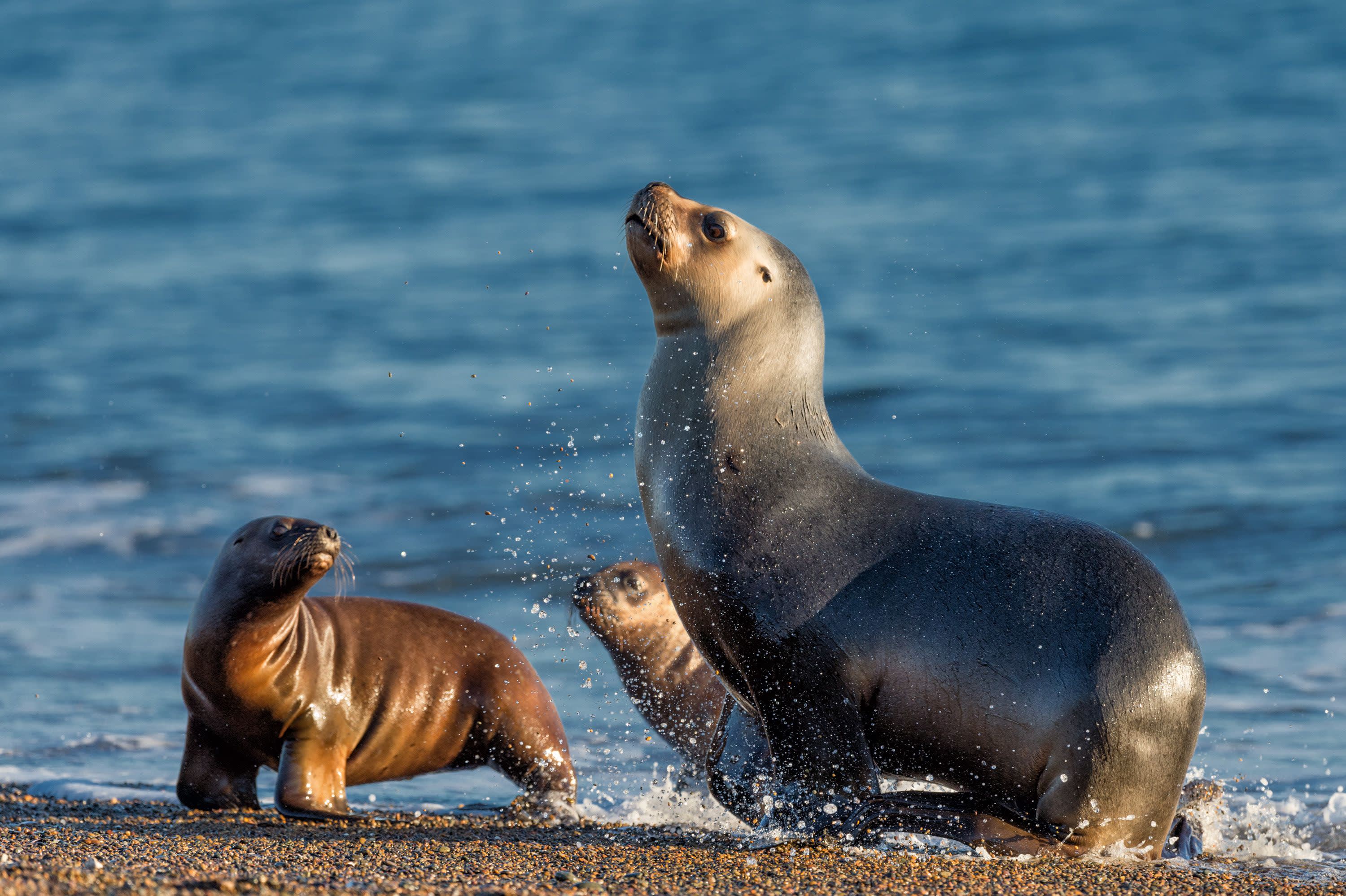 Polar Horizons: South America and Antarctica Cruise