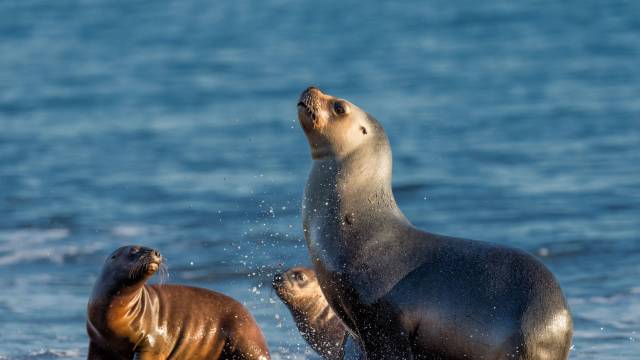 Polar Horizons: South America and Antarctica Cruise