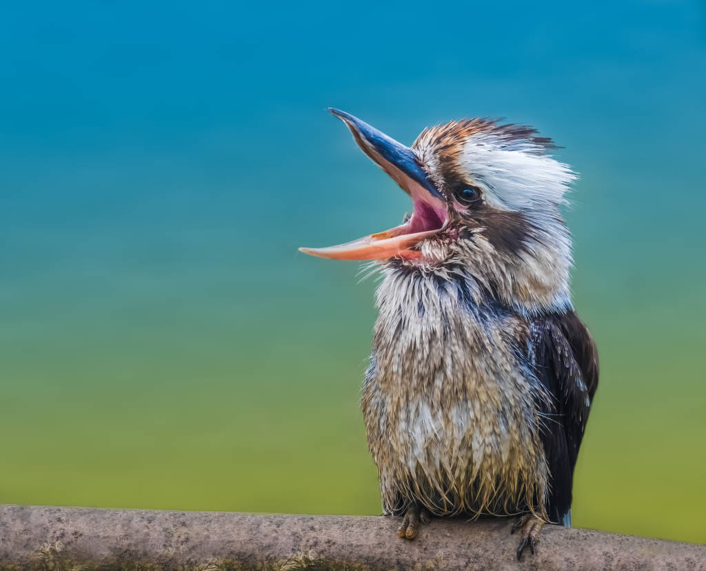 10 Native Australian Animals