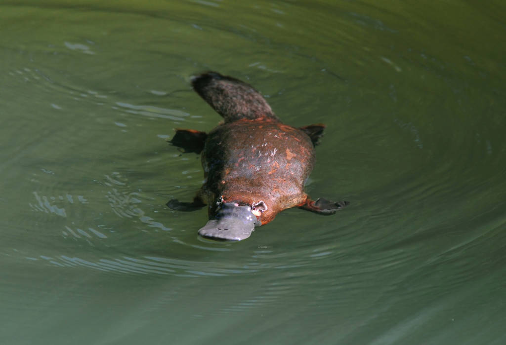 10 Native Australian Animals