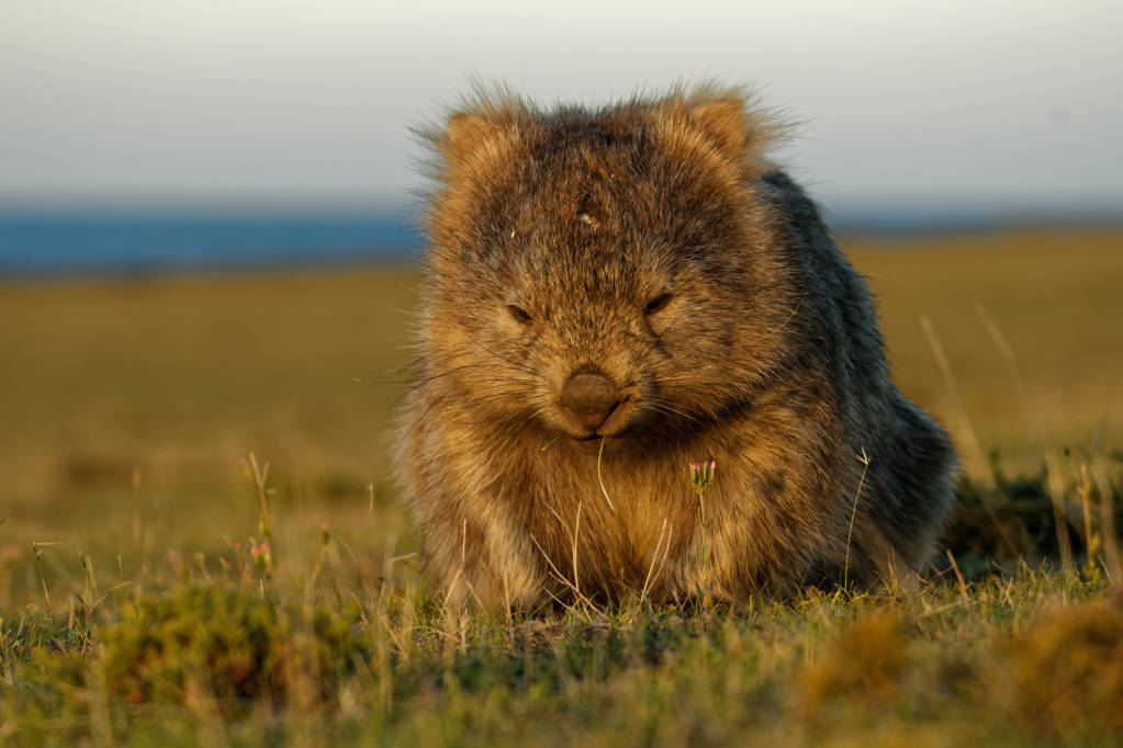 10 Native Australian Animals