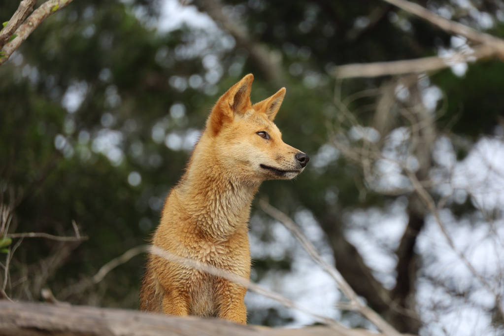 10 Native Australian Animals