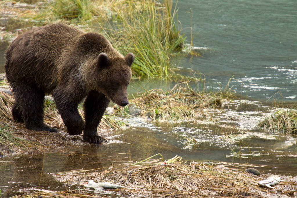 Native Animals Found in Alaska