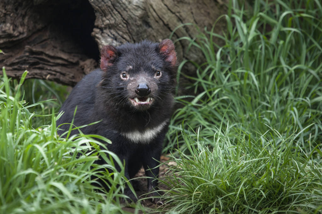 10 Native Australian Animals