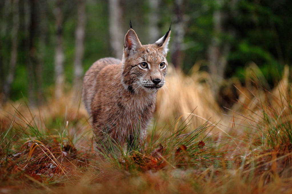 Native Animals Found in Alaska